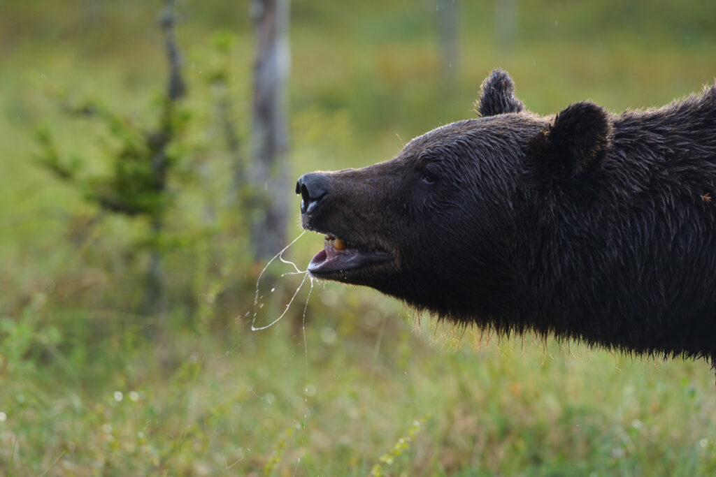 "Ettevaatust, pritsib!"
